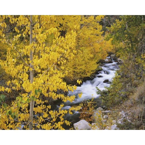 California Bishop Creek and aspens in autumn